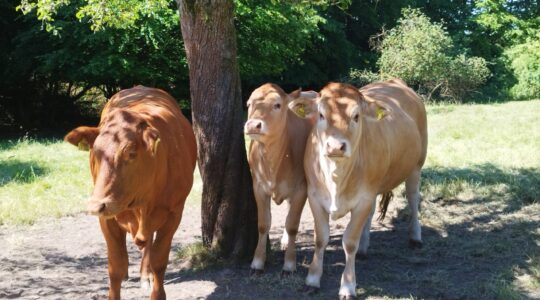 Die Kühe sind da!
